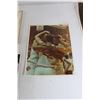 Image 4 : (5) Sporting Photos - 8" x 10"