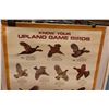 Image 2 : Know Your Uplands Game Birds Poster, Know Your Ducks Poster - Both 23" x 29"