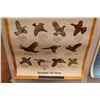 Image 3 : Know Your Uplands Game Birds Poster, Know Your Ducks Poster - Both 23" x 29"