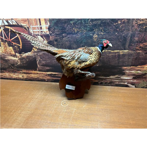 Taxidermy Mounted Pheasant 20x15