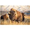 Image 2 : EUREKA NEVADA BISON HUNT