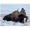 Image 4 : EUREKA NEVADA BISON HUNT