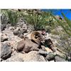 Image 2 : MEXICO DESERT SHEEP HUNT AT LA PALMOSA RANCH, TWO NON-HUNTERS INCLUDED