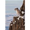 Image 1 : Print: "Thin Air" Dall Sheep