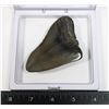 Image 2 : EXQUISITE MEGALODON TOOTH WITH COA, COMES IN