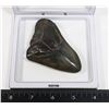 Image 3 : EXQUISITE MEGALODON TOOTH WITH COA, COMES IN