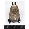 Image 1 : FOSSILIZED TRILOBITE, COMES WITH FOLDING STAND