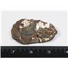 Image 3 : FOSSILIZED TRILOBITE, COMES WITH FOLDING STAND