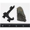Image 1 : FOSSILIZED MEGALODON TOOTH COMES WITH