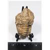 Image 1 : FOSSILIZED TRILOBITE, COMES WITH FOLDING STAND