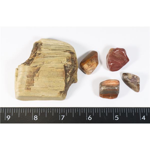 PETRIFIED WOOD WITH