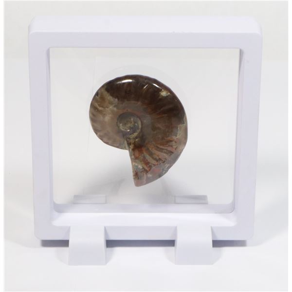 AMMONITE IN FLOATING DISPLAY WITH STANDS