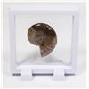 Image 1 : AMMONITE IN FLOATING DISPLAY WITH STANDS