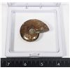 Image 2 : AMMONITE IN FLOATING DISPLAY WITH STANDS