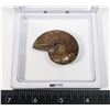 Image 3 : AMMONITE IN FLOATING DISPLAY WITH STANDS