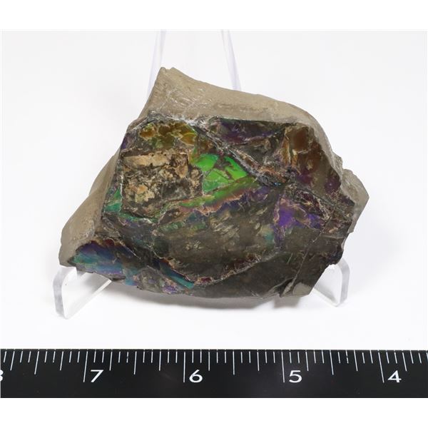 LARGE 3.25  X 2.25  AMMOLITE GEM STONE, COMES WITH