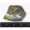 Image 2 : LARGE 3.25" X 2.25" AMMOLITE GEM STONE, COMES WITH