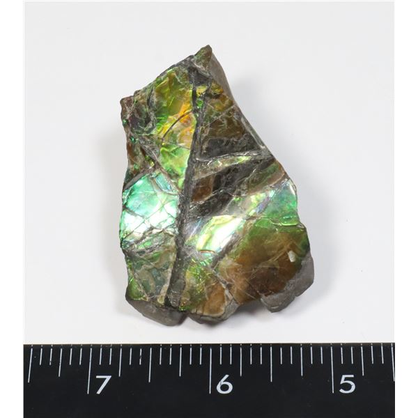 AMMOLITE GEM STONE. HAND POLISHED, NO RESIN