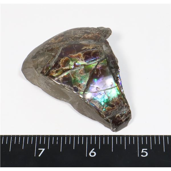 AMMOLITE GEM STONE. HAND POLISHED, NO RESIN