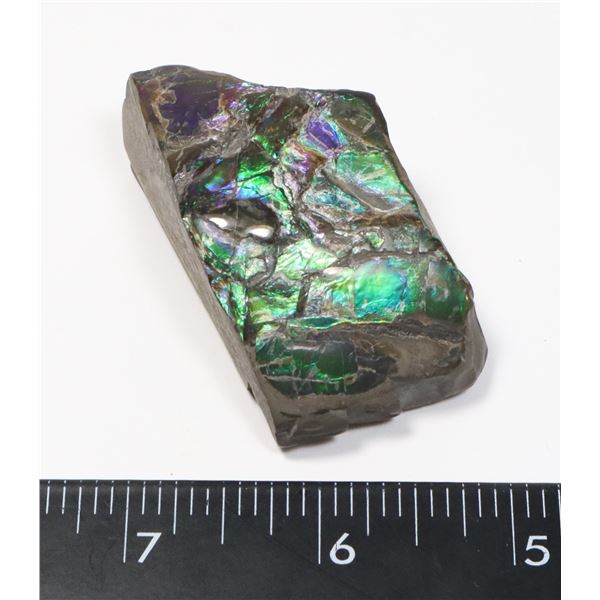 AMMOLITE GEM STONE. HAND POLISHED, NO RESIN