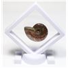 Image 1 : GEM QUALITY AMMONITE FOSSIL IN DISPLAY CASE WITH