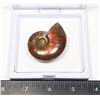 Image 2 : GEM QUALITY AMMONITE FOSSIL IN DISPLAY CASE WITH