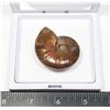 Image 3 : GEM QUALITY AMMONITE FOSSIL IN DISPLAY CASE WITH