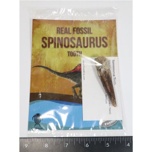 SPINOSAURUS TOOTH WITH INFORMATION CARD