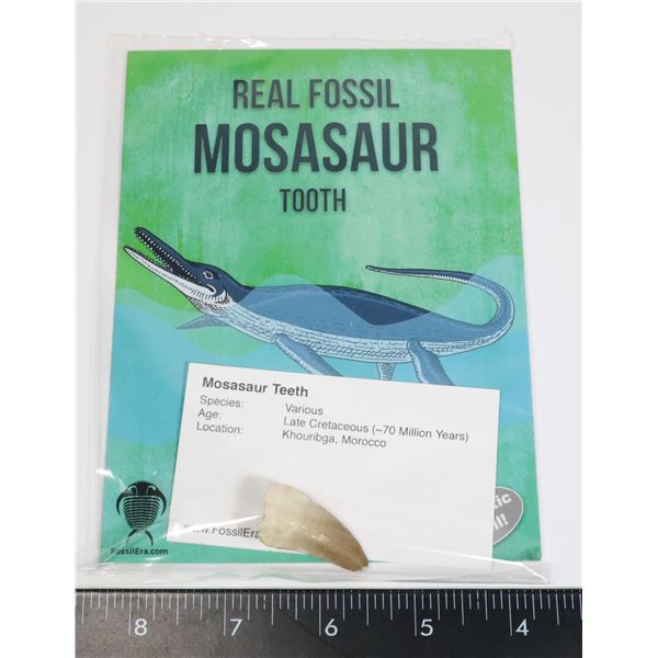 MOSASAUR TOOTH WITH INFORMATION CARD