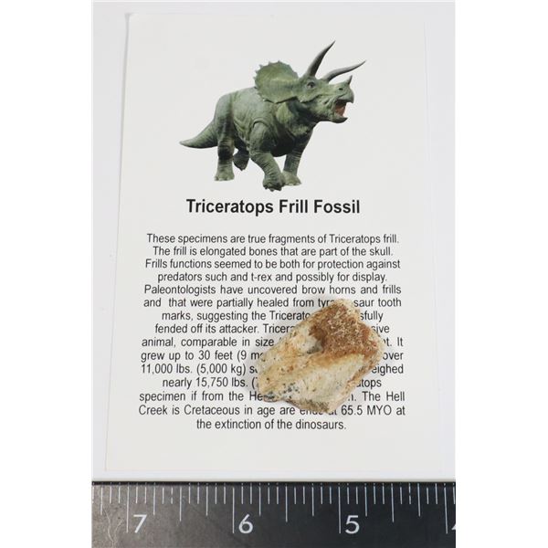 TRICERATOPS FRILL FOSSIL WITH INFORMATION CARD