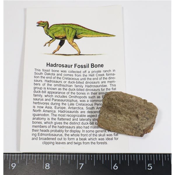 HADROSAUR FOSSIL BONE WITH INFORMATION CARD