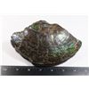 Image 4 : GIANT 6.5" X 4.25" AMMOLITE GEM STONE. HAND POLISHED BOTH SIDES