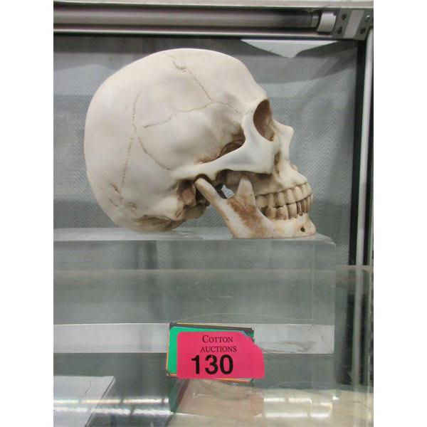 Resin Skull Model with Removeable Lower Jaw