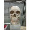 Image 2 : Resin Skull Model with Removeable Lower Jaw