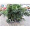 Image 1 : 9-Potted Palm - 9 X $