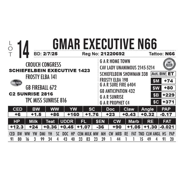 GMAR Executive N66