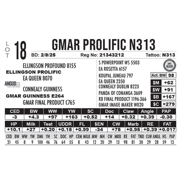 GMAR Prolific N313