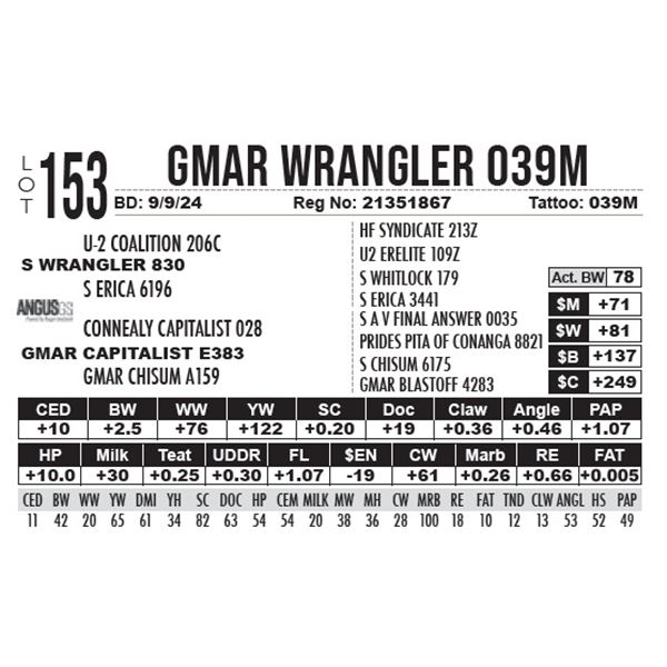 GMAR Wrangler 039M