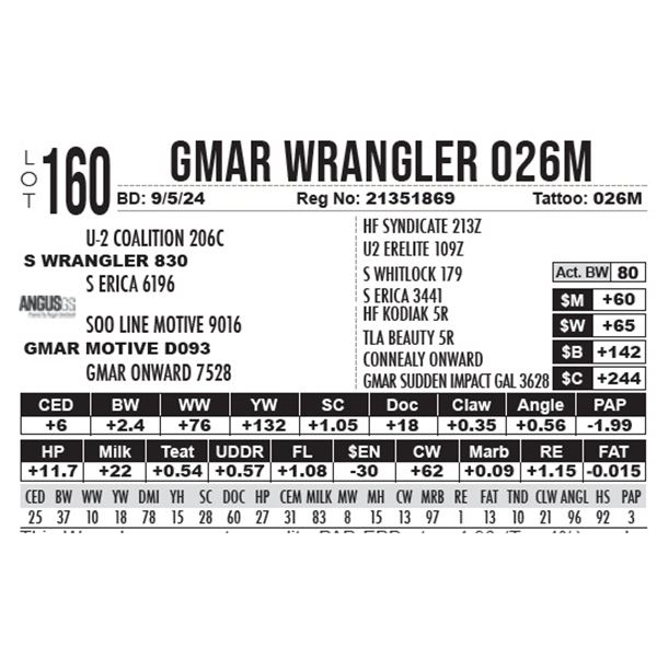 GMAR Wrangler 026M