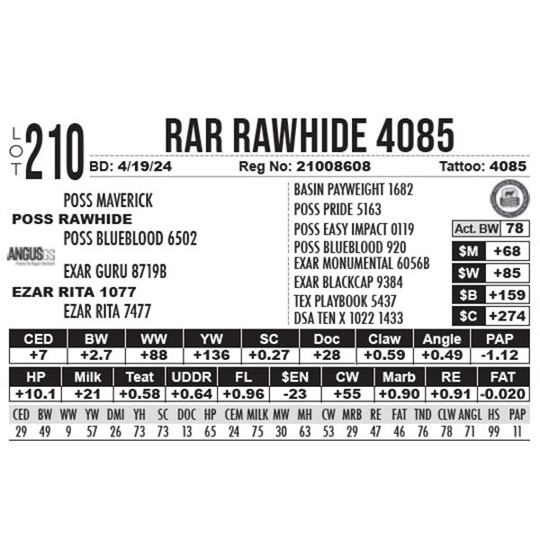 RAR Rawhide 4085