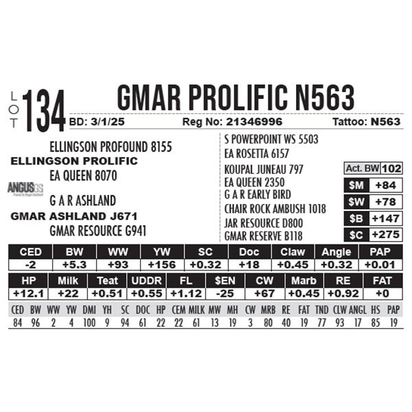 GMAR Prolific N563