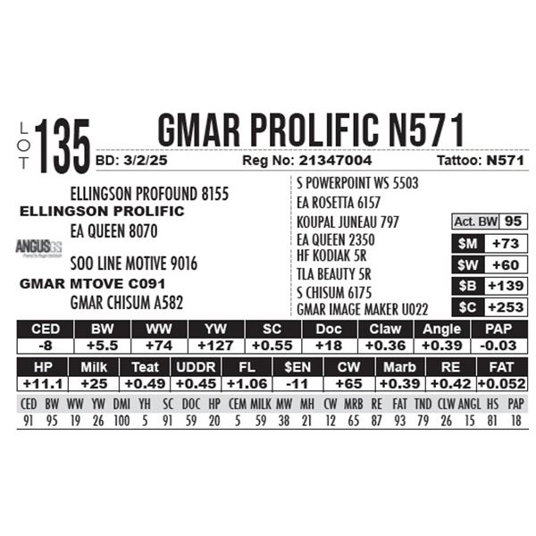 GMAR Prolific N571