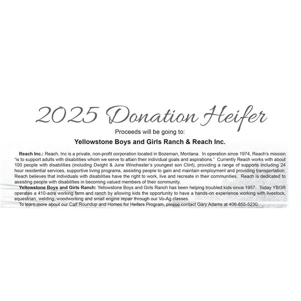Donation Heifer