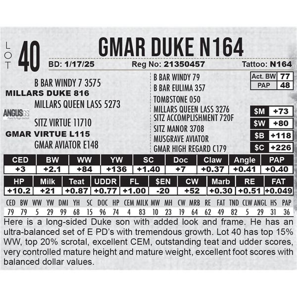 GMAR Duke N164