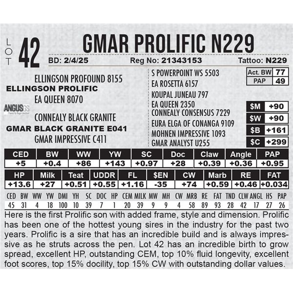 GMAR Prolific N229