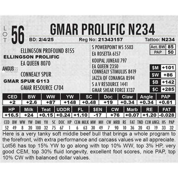 GMAR Prolific N234