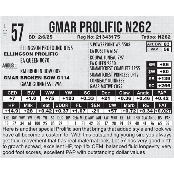 GMAR Prolific N262