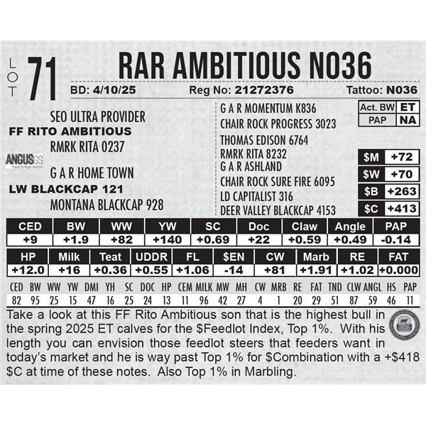 RAR Ambitious N036