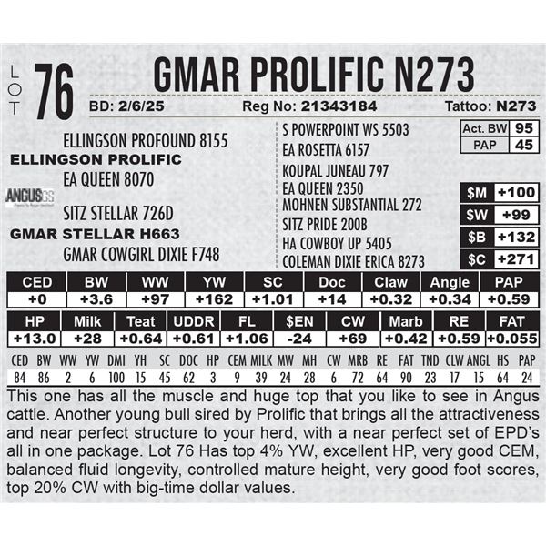 GMAR Prolific N273