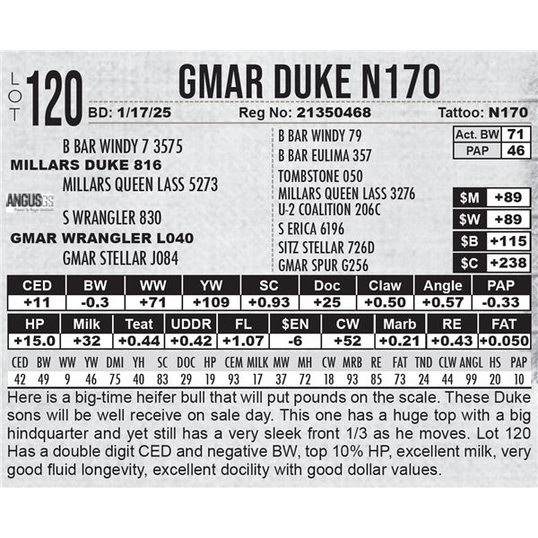 GMAR Duke N170